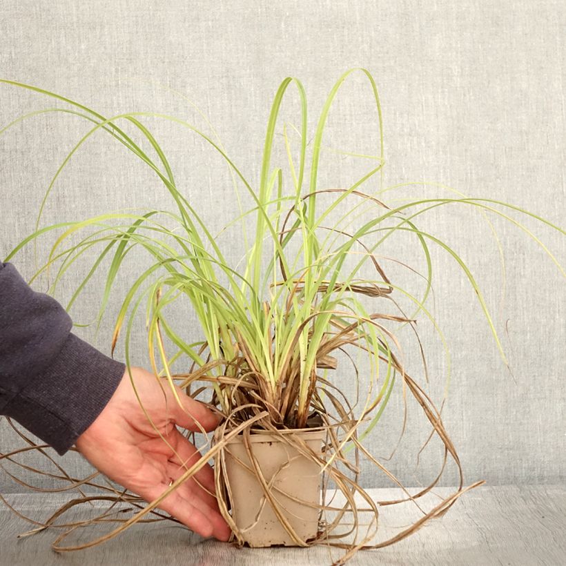 Exemplar von Carex trifida Rekohu Sunrise Kleine Töpfe von 8/9 cm wie im Herbst geliefert