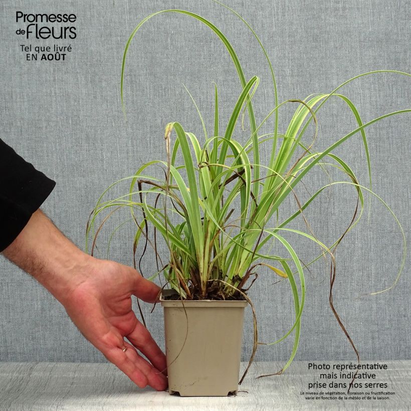 Exemplar von Carex trifida Rekohu Sunrise Kleine Töpfe von 8/9 cm wie im Sommer geliefert