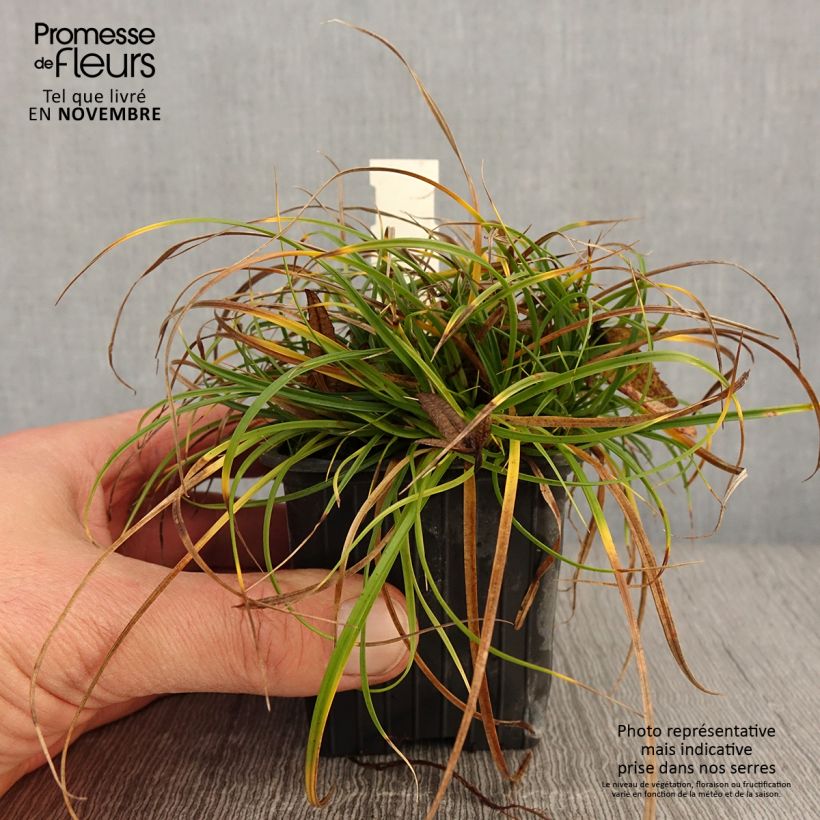 Exemplar von Carex umbrosa - Schatten-Segge Kleine Töpfe von 8/9 cm wie im Herbst geliefert