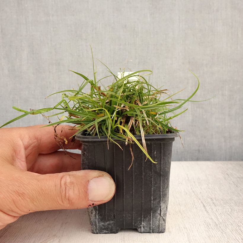 Exemplar von Carex umbrosa - Schatten-Segge Kleine Töpfe von 8/9 cm wie im Sommer geliefert