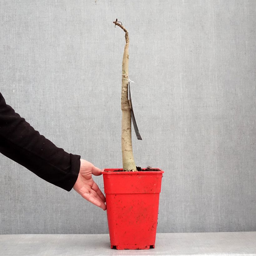 Exemplar von Melonenbaum - Carica papaya Topf mit 6L/7L wie im Winter geliefert