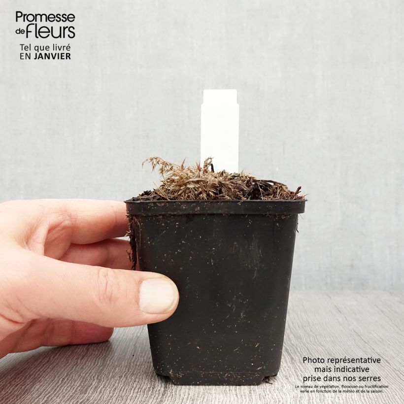 Exemplar von Carlina acaulis subsp. simplex Bronze - Einfache Silberdistel Kleine Töpfe von 8/9 cm wie im Winter geliefert