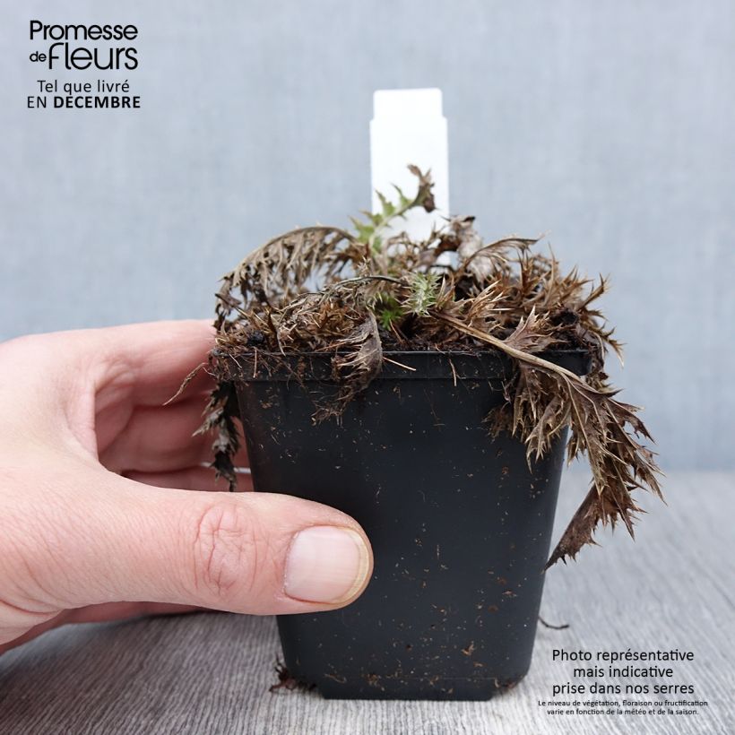 Exemplar von Carlina acaulis subsp. simplex - Einfache Silberdistel Kleine Töpfe von 8/9 cm wie im Herbst geliefert