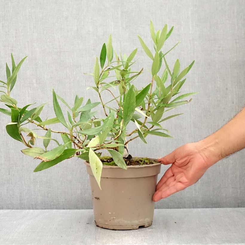 Exemplar von Carpenteria californica - Baum-Anemone Topf mit 3L/4L wie im Sommer geliefert