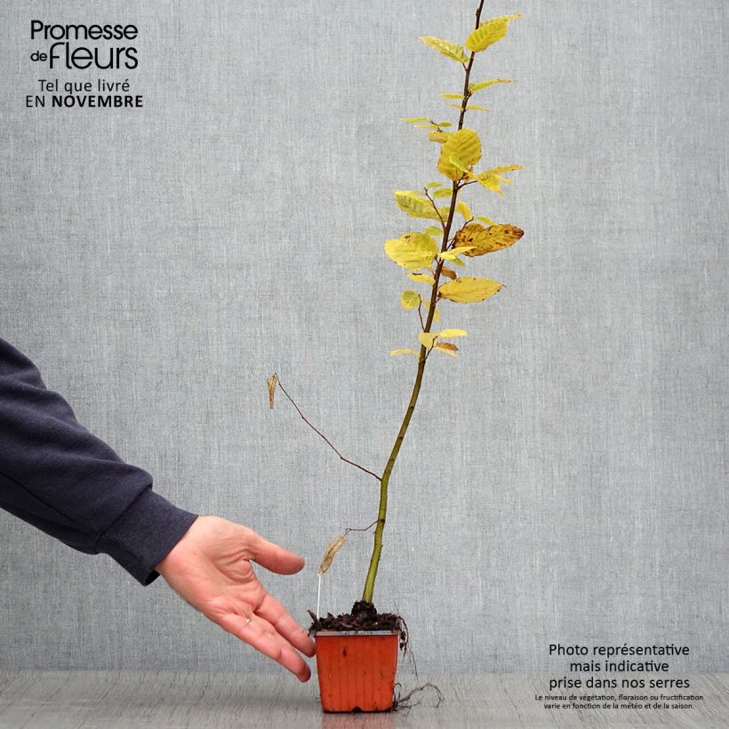 Exemplar von Hainbuche - Carpinus betulus Kleine Töpfe von 8/9 cm wie im Herbst geliefert