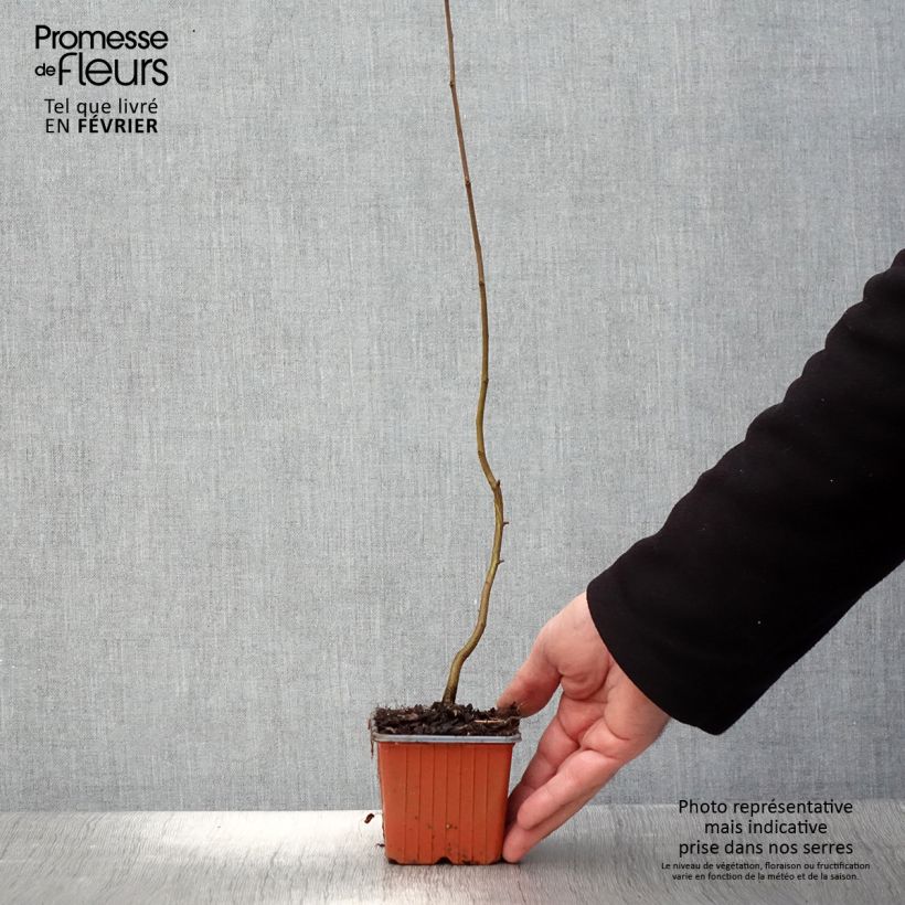 Exemplar von Hainbuche - Carpinus betulus Kleine Töpfe von 8/9 cm wie im Winter geliefert