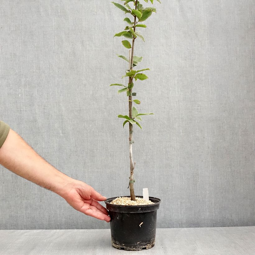 Exemplar von Hainbuche A. Beeckman - Carpinus betulus Topf mit 3L/4L wie im Herbst geliefert