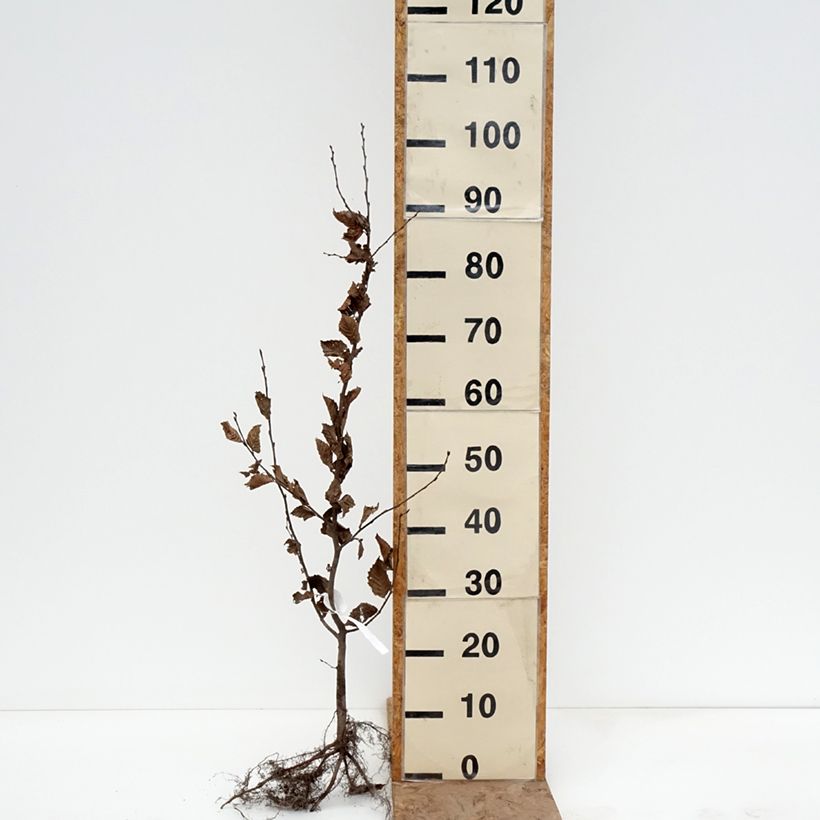 Exemplar von Hainbuche - Carpinus betulus Wurzelnackt wie im Winter geliefert