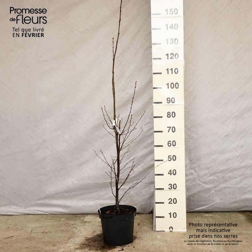 Exemplar von Hainbuche Fastigiata - Carpinus betulus Topf mit 4L/5L wie im Winter geliefert