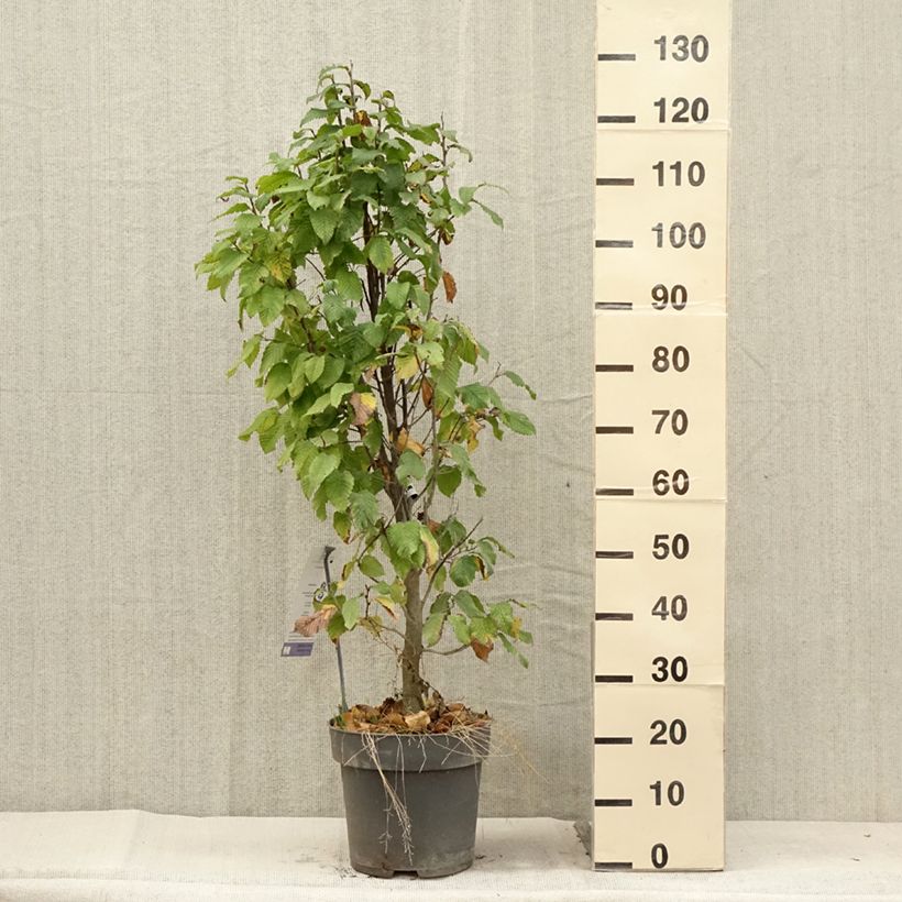 Exemplar von Hainbuche Fastigiata Monument - Carpinus betulus Topf mit 7,5L/10L wie im Sommer geliefert