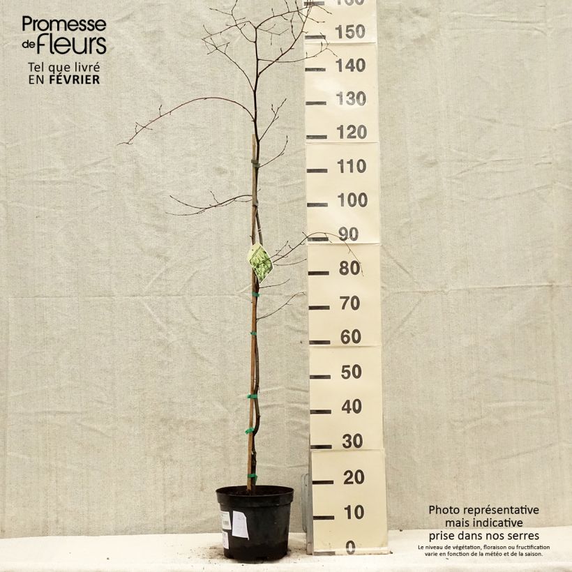 Exemplar von Hainbuche Foliis Argenteovariegatis Pendula - Carpinus betulus Topf mit 4L/5L wie im Winter geliefert
