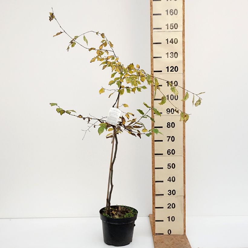 Exemplar von Hainbuche Foliis Argenteovariegatis Pendula - Carpinus betulus Topf mit 4L/5L wie im Herbst geliefert