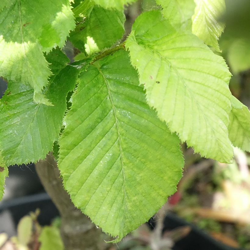 Hainbuche Globus - Carpinus betulus (Laub)