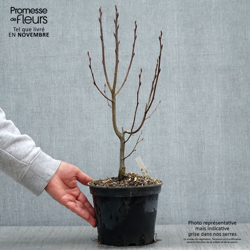 Exemplar von Hainbuche Monumentalis - Carpinus betulus Topf mit 2L/3L wie im Herbst geliefert