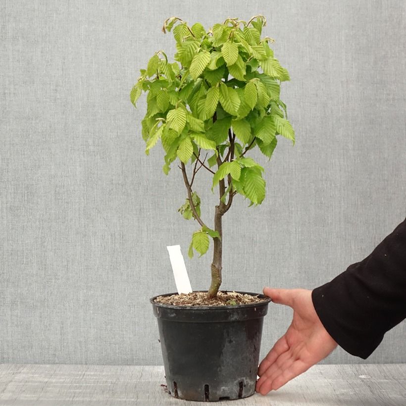 Exemplar von Hainbuche Monumentalis - Carpinus betulus Topf mit 2L/3L wie im Frühjahr geliefert