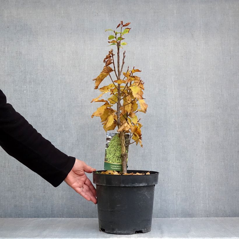 Exemplar von Hainbuche Monumentalis - Carpinus betulus Topf mit 7,5L/10L wie im Herbst geliefert