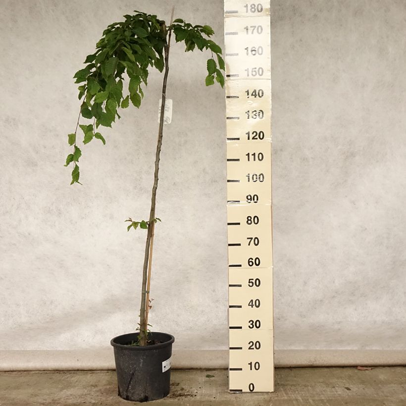 Exemplar von Hainbuche Pendula - Carpinus betulus Topf mit 12L/15L wie im Sommer geliefert
