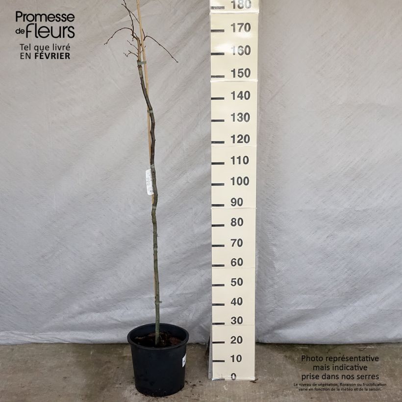 Exemplar von Hainbuche Pendula - Carpinus betulus Topf mit 12L/15L wie im Winter geliefert