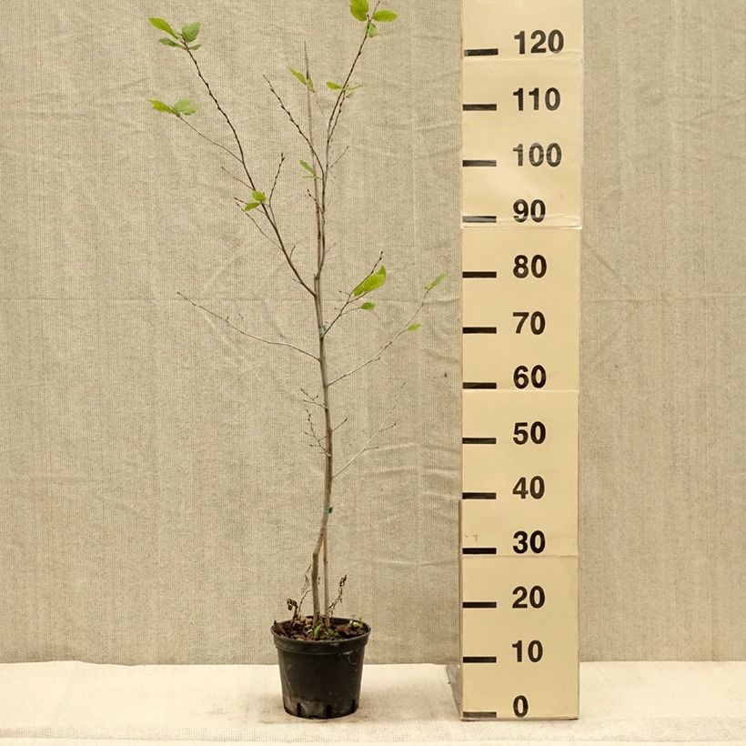 Exemplar von Hainbuche Quercifolia - Carpinus betulus Topf mit 2L/3L wie im Herbst geliefert