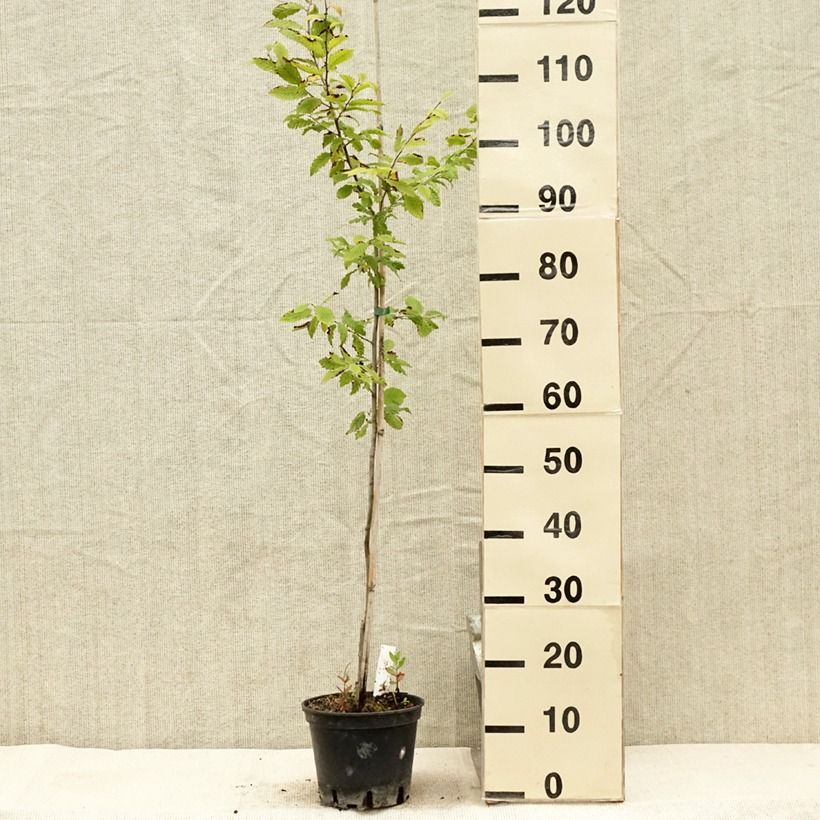 Exemplar von Hainbuche Quercifolia - Carpinus betulus Topf mit 2L/3L wie im Sommer geliefert