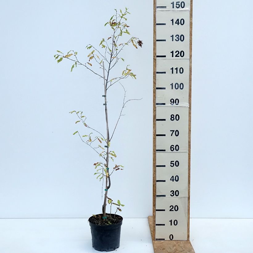 Exemplar von Hainbuche Quercifolia - Carpinus betulus Topf mit 4L/5L wie im Herbst geliefert