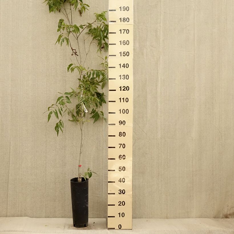 Exemplar von Pekannuss Delmas - Carya illinoinensis Topf mit 6L/7L wie im Herbst geliefert