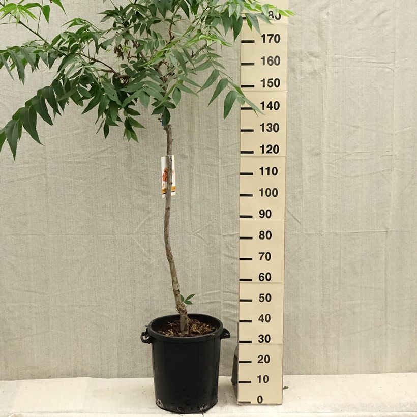 Exemplar von Pekannuss - Carya illinoinensis Topf mit 20L/25L wie im Sommer geliefert