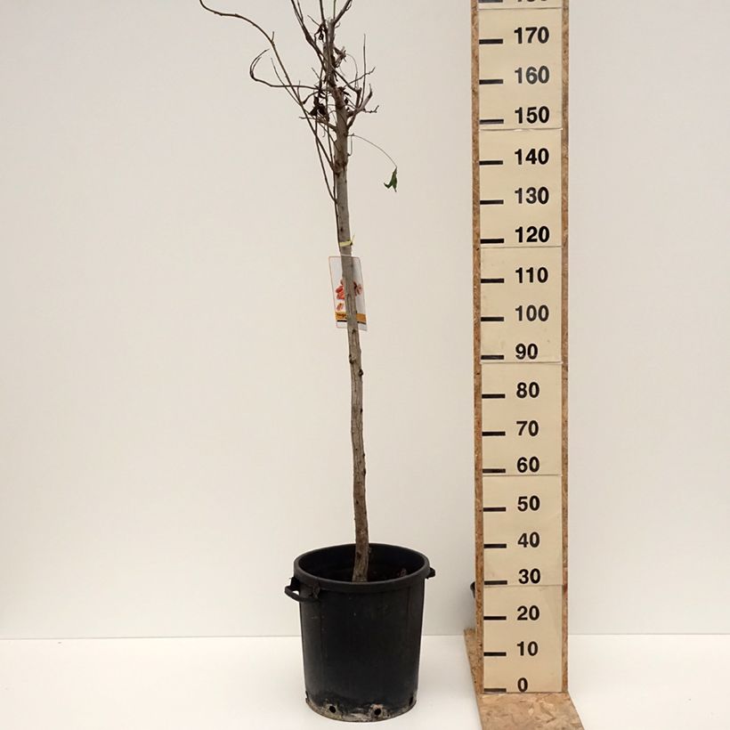 Exemplar von Pekannuss - Carya illinoinensis Topf mit 20L/25L wie im Winter geliefert