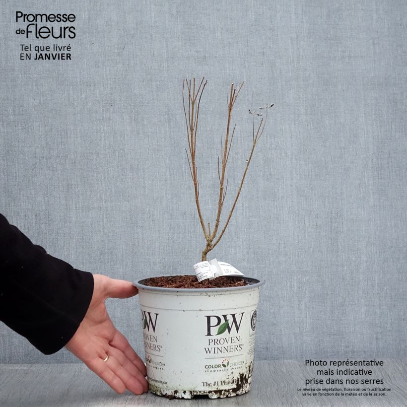 Exemplar von Bartblume Beyond Midnight - Caryopteris clandonensis Topf mit 3L/4L wie im Winter geliefert