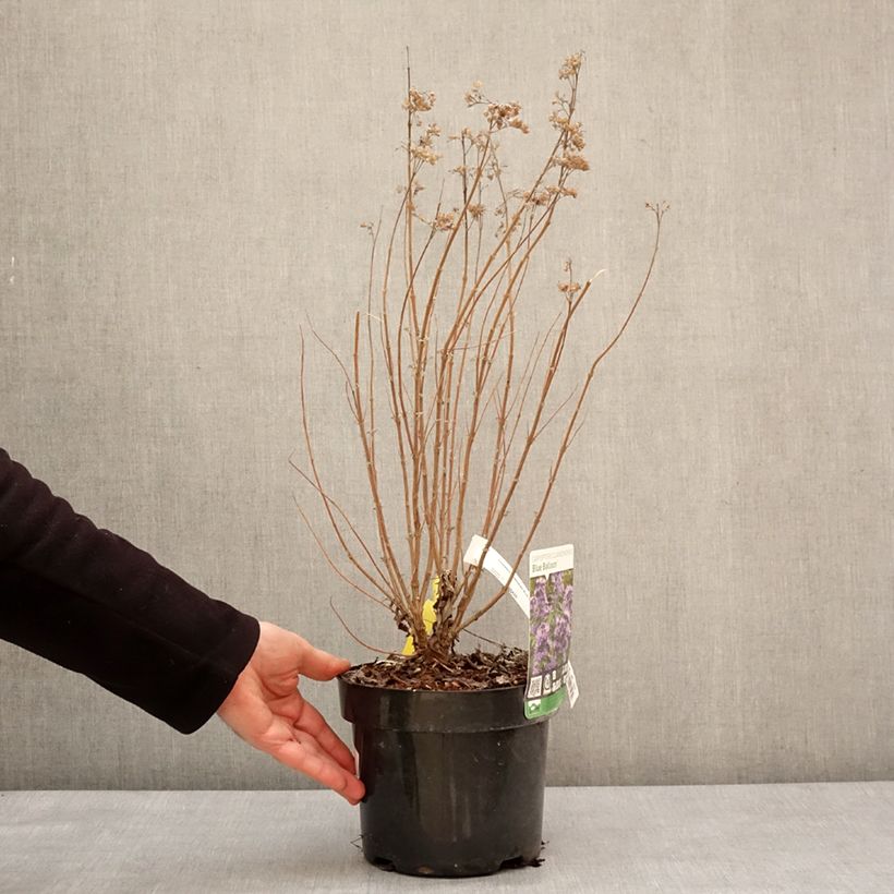 Exemplar von Bartblume Blue Balloon - Caryopteris clandonensis Topf mit 2L/3L wie im Winter geliefert