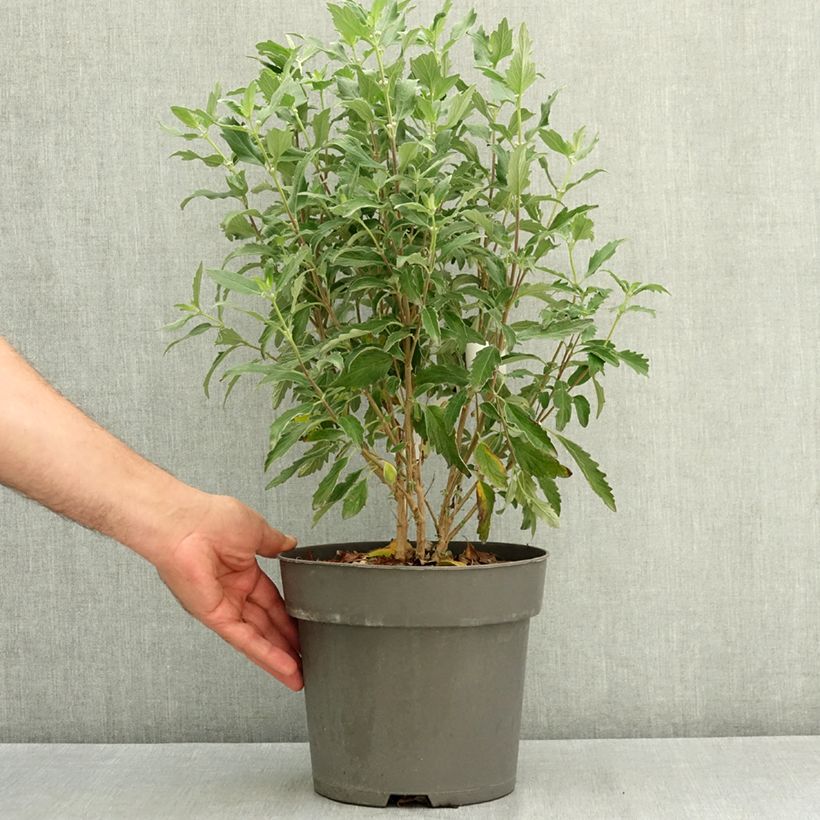 Exemplar von Caryopteris clandonensis Dark Knight - Spirée bleue Pot de 4L/5L wie im Sommer geliefert