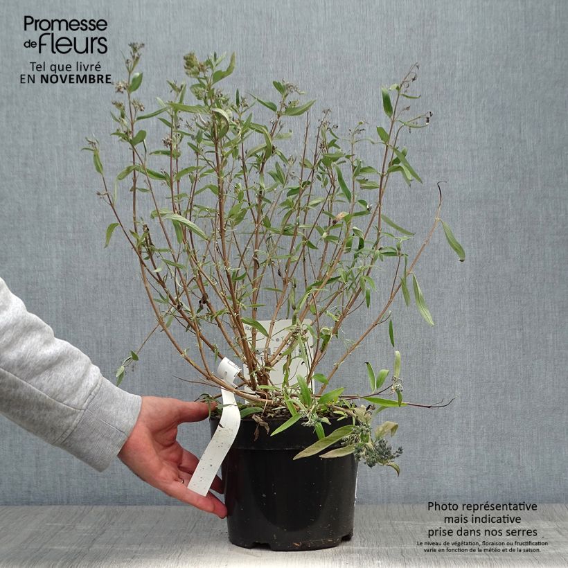 Exemplar von Bartblume First Choice - Caryopteris clandonensis Topf mit 2L/3L wie im Herbst geliefert