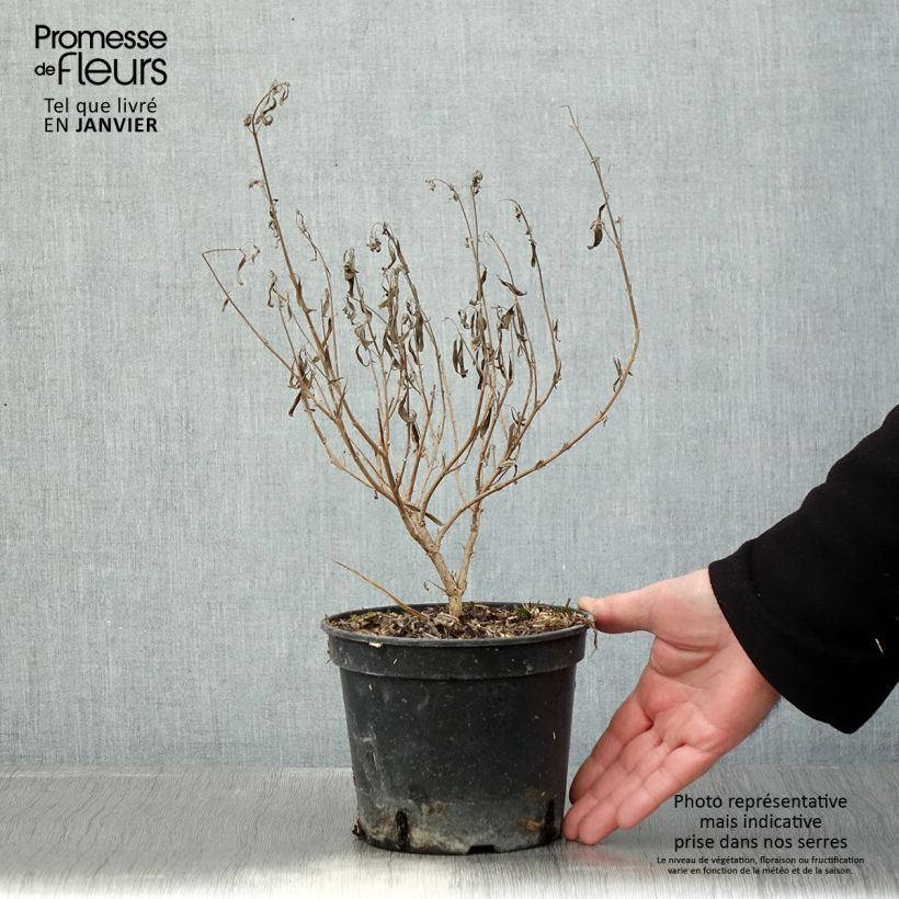 Exemplar von Bartblume Kew Blue - Caryopteris clandonensis Topf mit 2L/3L wie im Winter geliefert