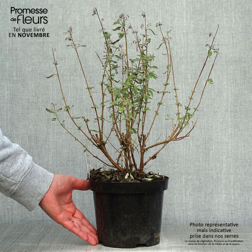 Exemplar von Bartblume Stephi - Caryopteris clandonensis Topf mit 3L/4L wie im Herbst geliefert