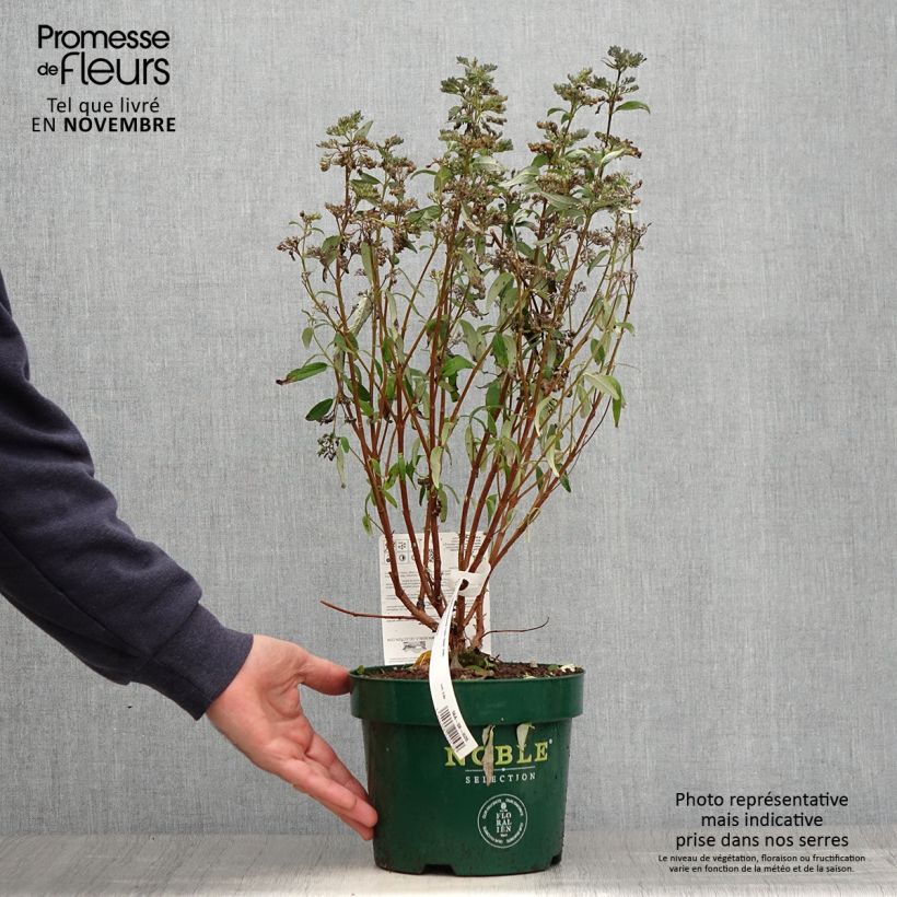 Exemplar von Bartblume Thetis - Caryopteris clandonensis Topf mit 2L/3L wie im Herbst geliefert