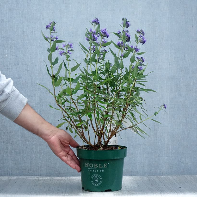Exemplar von Bartblume Thetis - Caryopteris clandonensis Topf mit 2L/3L wie im Sommer geliefert