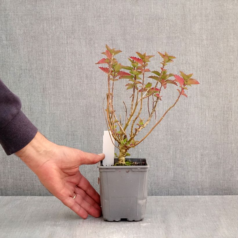 Exemplar von Bartblume Pavilion Pink - Caryopteris clandonensis Kleine Töpfe von 8/9 cm wie im Herbst geliefert