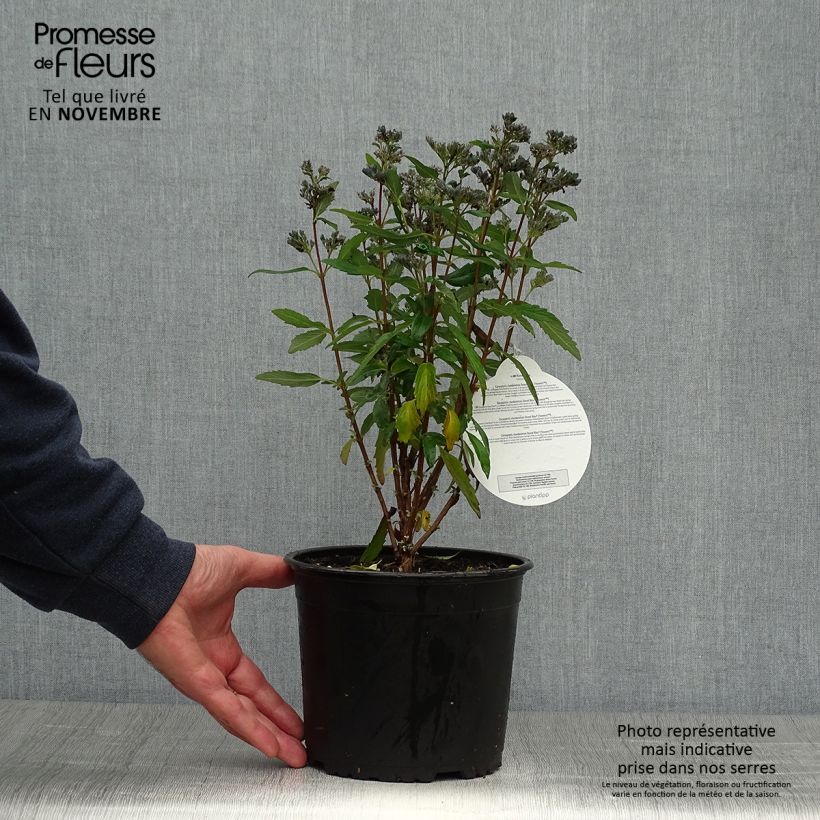 Exemplar von Bartblume Grand Bleu - Caryopteris clandonensis Topf mit 2L/3L wie im Herbst geliefert