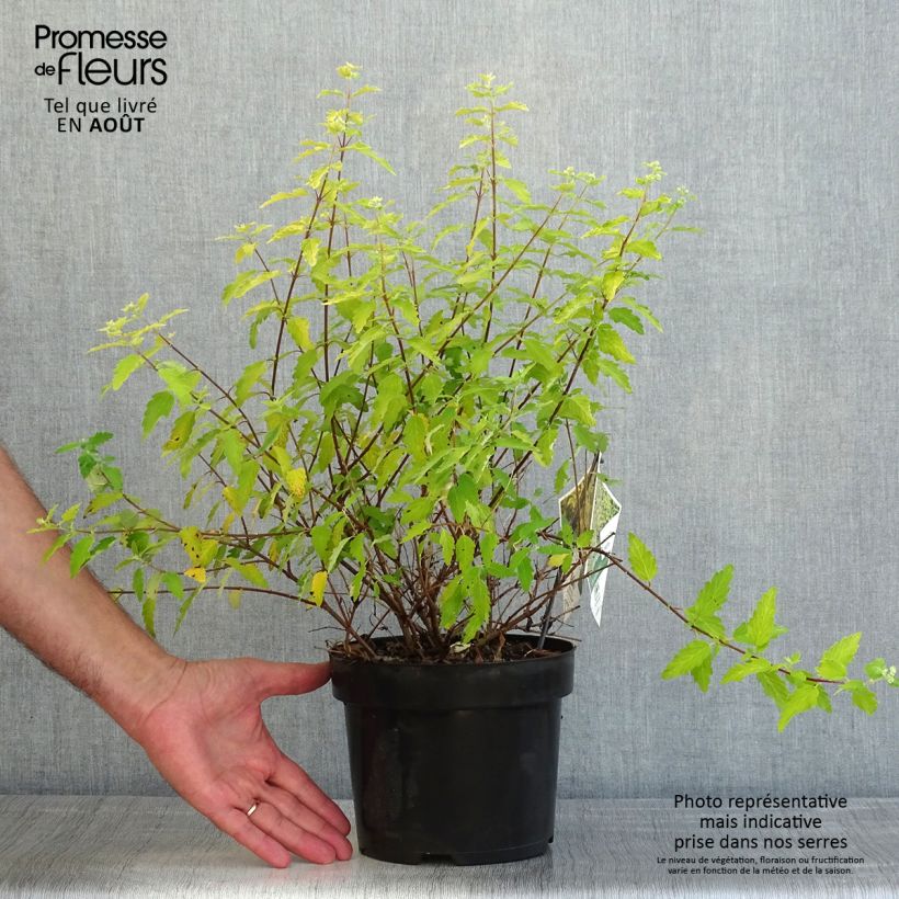 Exemplar von Caryopteris incana Sunny Blue - Bartblume Topf mit 2L/3L wie im Sommer geliefert