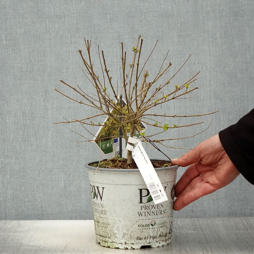 Exemplar von Caryopteris incana Sunny Blue - Bartblume Topf mit 2L/3L wie im Frühjahr geliefert