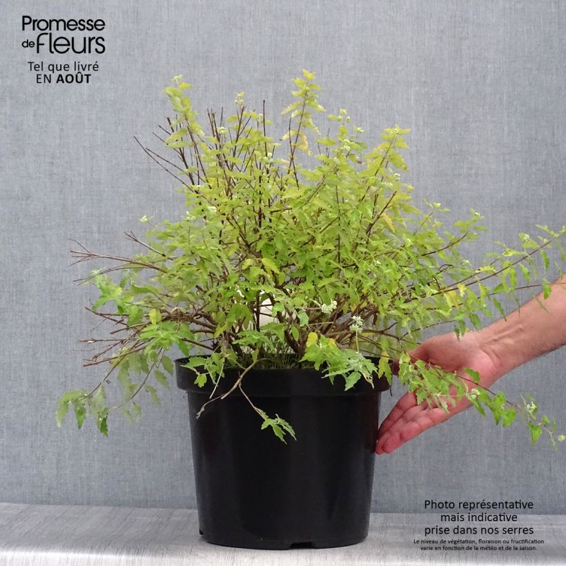 Exemplar von Caryopteris incana Sunshine Blue - Bartblume Topf mit 7,5L/10L wie im Sommer geliefert