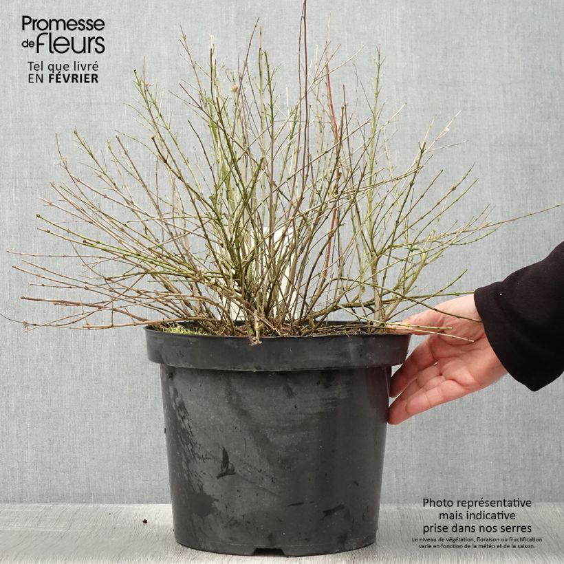 Exemplar von Caryopteris incana Sunshine Blue - Bartblume Topf mit 7,5L/10L wie im Winter geliefert