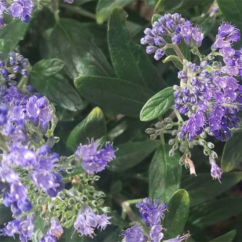 Bartblume Petit Bleu - Caryopteris clandonensis (Laub)