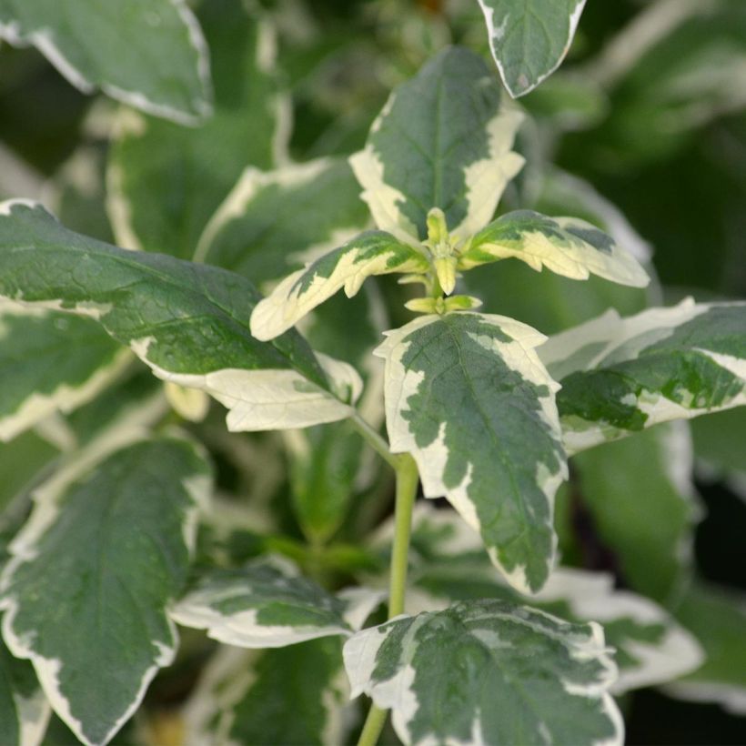 Bartblume White Surprise - Caryopteris clandonensis (Laub)