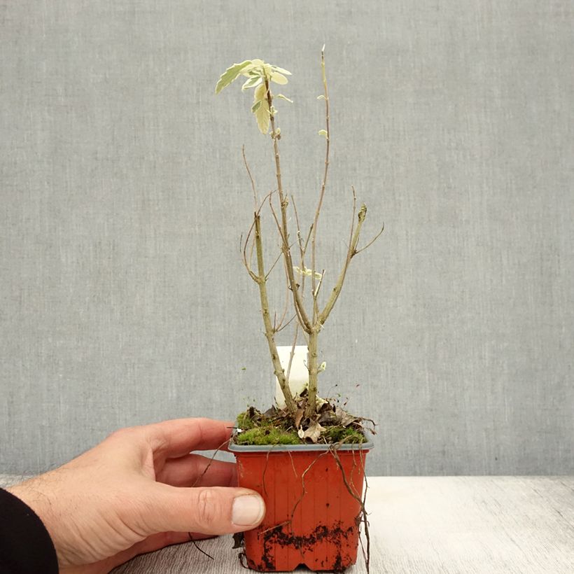 Exemplar von Bartblume White Surprise - Caryopteris clandonensis Kleine Töpfe von 8/9 cm wie im Herbst geliefert
