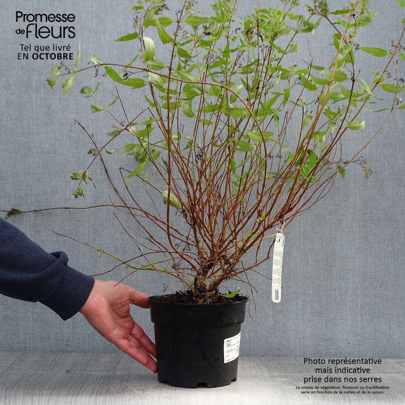 Exemplar von Bartblume Worcester Gold - Caryopteris clandonensis Topf mit 2L/3L wie im Herbst geliefert