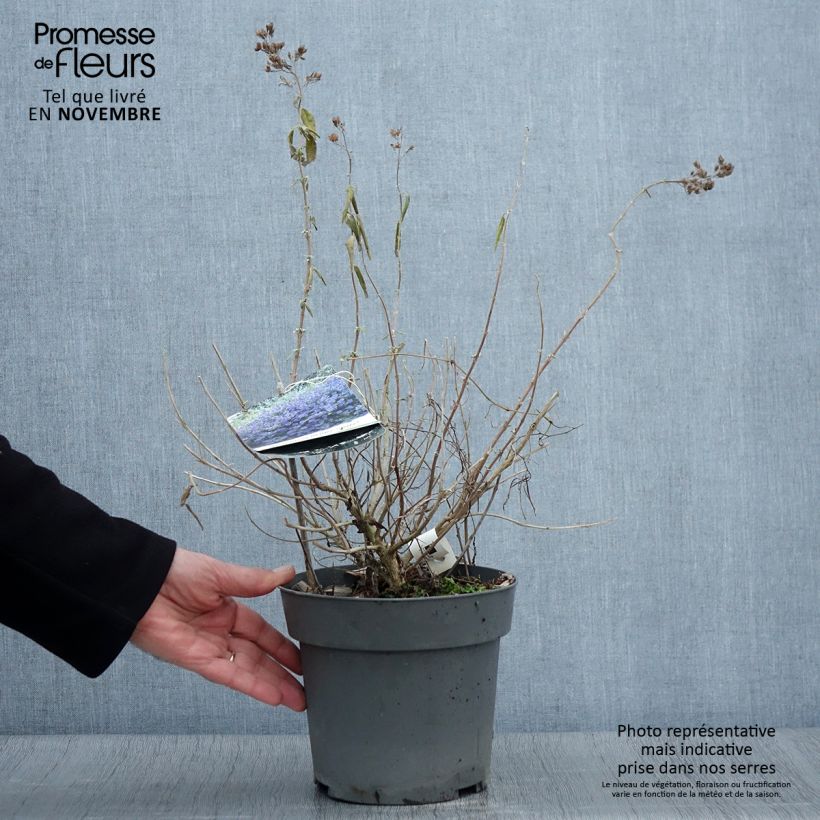 Exemplar von Bartblume Blauer Spatz - Caryopteris clandonensis Topf mit 3L/4L wie im Herbst geliefert