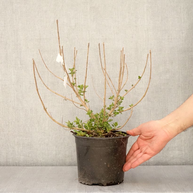 Exemplar von Bartblume Blue Fountain - Caryopteris clandonensis Topf mit 3L/4L wie im Frühjahr geliefert