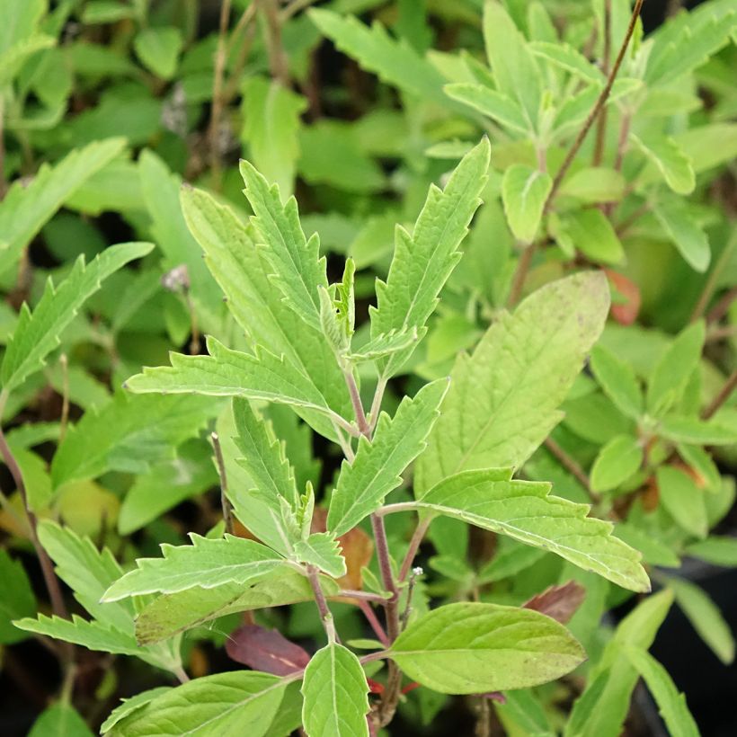 Bartblume Camara Dark Blue - Caryopteris clandonensis (Laub)