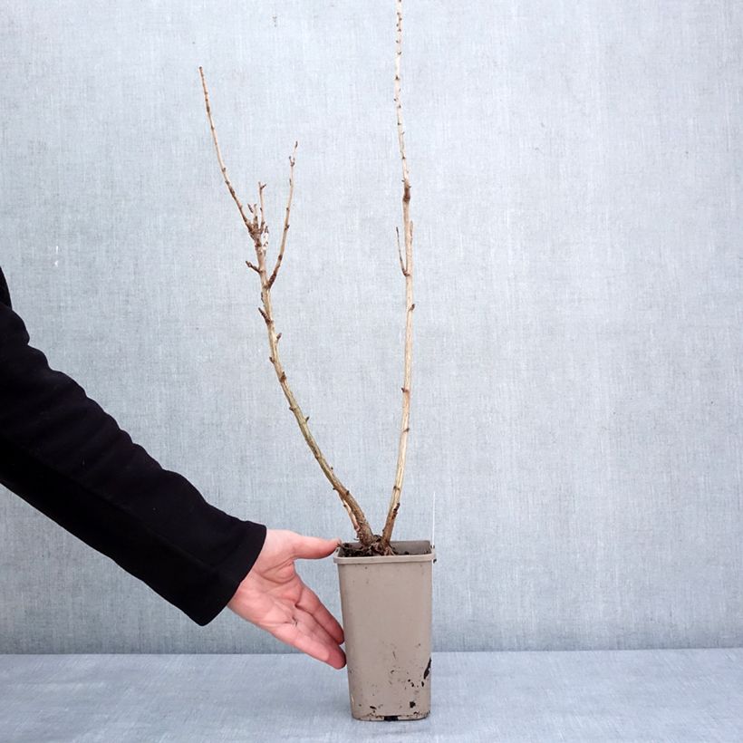 Exemplar von Jostabeere ConfiBeere Jogusto Topf mit 1,5L/2L, Strauch wie im Winter geliefert